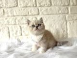British Shorthair Blue Point Dişi 2 Aylık