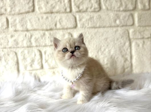 British Shorthair Blue Point Dişi 2 Aylık görsel
