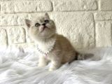 British Shorthair Blue Point Dişi 2 Aylık