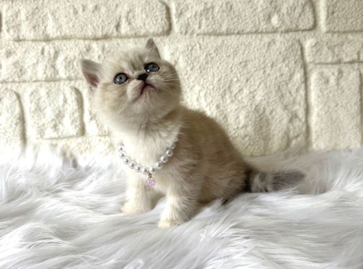 British Shorthair Blue Point Dişi 2 Aylık