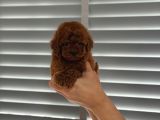 Orjinal Koyu Renk Poodle Yavrular