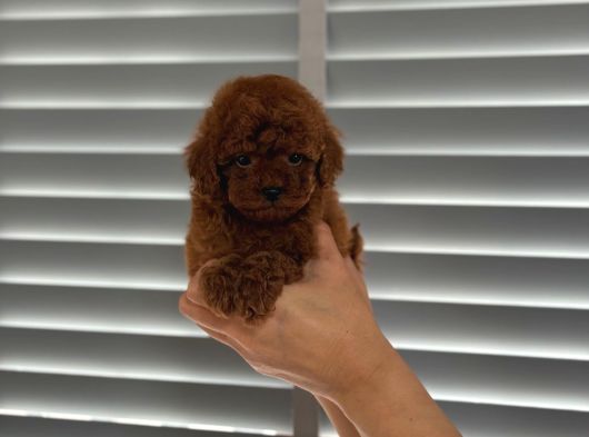 Orjinal Koyu Renk Poodle Yavrular görsel