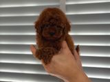 Orjinal Koyu renk poodle yavrular