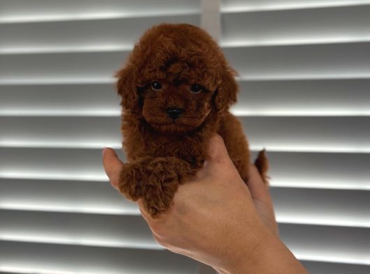 Orjinal Koyu Renk Poodle Yavrular