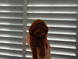 Minnak Poodle Yavrularımız İstanbul