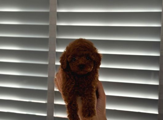 Minnak Poodle Yavrularımız İstanbul görsel