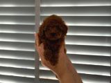 minnak poodle yavrularımız İstanbul