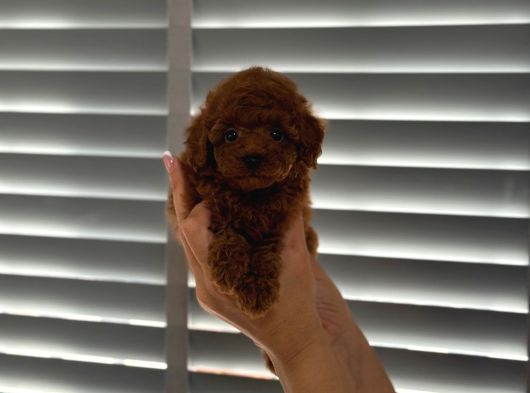 Minnak Poodle Yavrularımız İstanbul