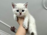 45 Günlük Mavi Gözlü British Shorthair