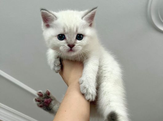 45 Günlük Mavi Gözlü British Shorthair görsel