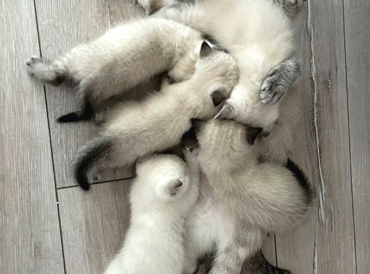 45 Günlük Mavi Gözlü British Shorthair