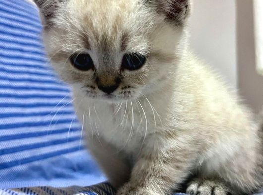 45 Günlük Mavi Gözlü British Shorthair görsel