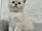45 Günlük Mavi Gözlü British Shorthair