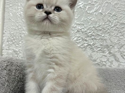 45 Günlük Mavi Gözlü British Shorthair görsel