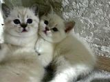 45 Günlük Mavi Gözlü British Shorthair