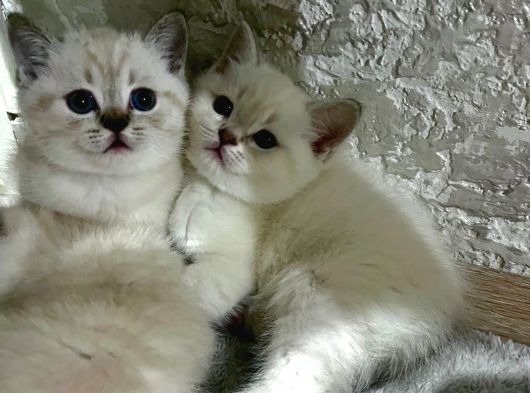 45 Günlük Mavi Gözlü British Shorthair görsel