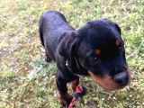 Federasyon Kayıtlı Şampiyon Kan Rottweiler Yavrumuz Nora