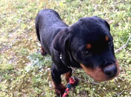 Federasyon Kayıtlı Şampiyon Kan Rottweiler Yavrumuz Nora görsel