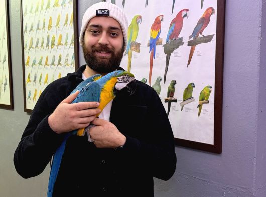 Eği̇ti̇mli̇ Konuşan Evci̇l Sarilaci̇vert Macaw Papağanim görsel