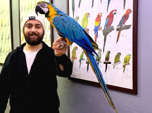 Eği̇ti̇mli̇ Konuşan Evci̇l Sarilaci̇vert Macaw Papağanim