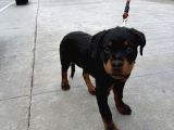 Federasyon Kayıtlı Şampiyon Kan Rottweiler Yavrumuz Nora