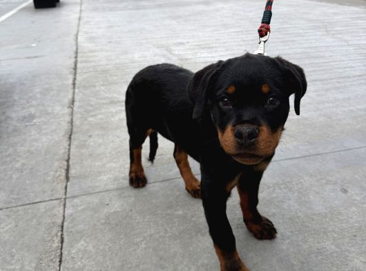Federasyon Kayıtlı Şampiyon Kan Rottweiler Yavrumuz Nora görsel