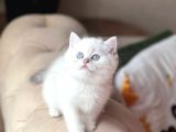 Safkan Ayi Surat Scrli̇ Babadan Bri̇ti̇sh Shorthai̇r