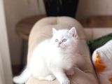 Safkan Ayi Surat Scrli̇ Babadan Bri̇ti̇sh Shorthai̇r