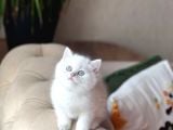 Safkan Ayi Surat Scrli̇ Babadan Bri̇ti̇sh Shorthai̇r