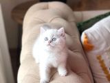 SAFKAN AYI SURAT SCRLİ BABADAN BRİTİSH SHORTHAİR