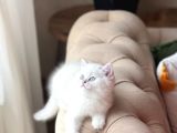 Safkan Ayi Surat Scrli̇ Babadan Bri̇ti̇sh Shorthai̇r