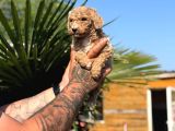 Büyük Irk Sevenlere Özel Dev Poodle Bebekler