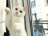 Ücretsiz sahiplendirme KIZIMIZA TATLI BİR YUVA ARIYORUZ