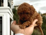 Safkan Toy Poodle Yavrularımız