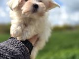Mini Boy Maltese Terrier