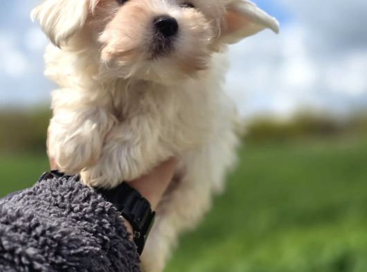 Mini Boy Maltese Terrier görsel