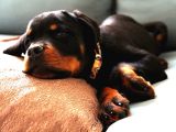 Federasyon Kayıtlı Şampiyon Kan Rottweiler Yavrumuz Nora