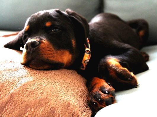 Federasyon Kayıtlı Şampiyon Kan Rottweiler Yavrumuz Nora