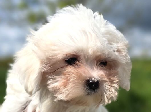Mini Boy Maltese Terrier görsel