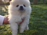Pomeranian Boo Yavrularımız Yeni Yuvalarını Arıyor