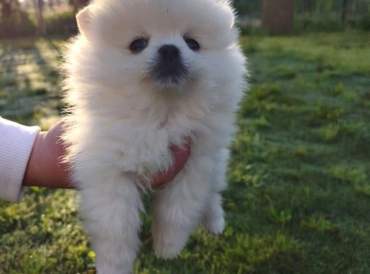 Pomeranian Boo Yavrularımız Yeni Yuvalarını Arıyor görsel