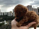 Safkan Poodle Yavruları