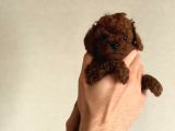 Kore Poodle Babby