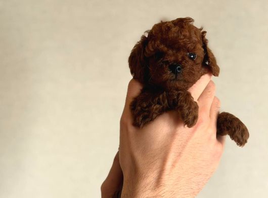 Kore Poodle Babby görsel