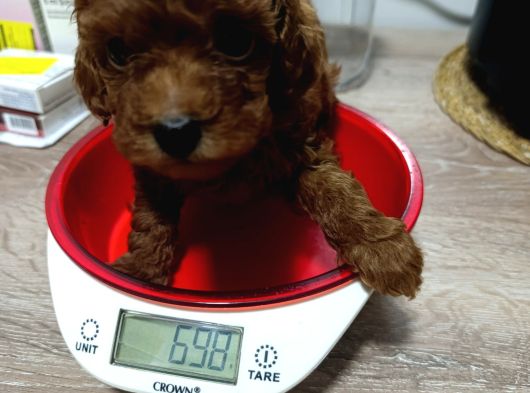 Tea Cup Kore Kan Toy Poodle Yavrularımız görsel