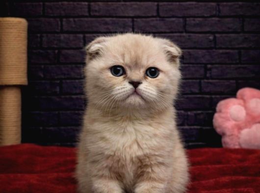 A KALİTE SCOTTİSH FOLD KEDİLERİMİZ