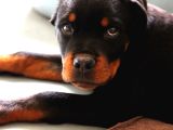 Federasyon Kayıtlı Şampiyon Kan Rottweiler Yavrumuz Nora