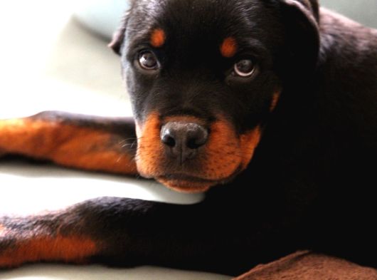Federasyon Kayıtlı Şampiyon Kan Rottweiler Yavrumuz Nora görsel