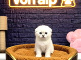 A Kali̇te Scotti̇sh Fold Kedi̇leri̇mi̇z