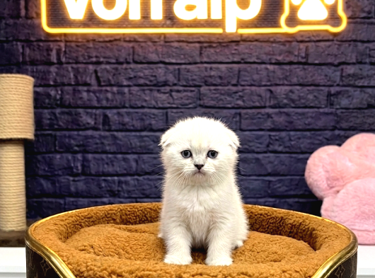 A Kali̇te Scotti̇sh Fold Kedi̇leri̇mi̇z görsel